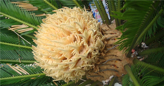 铁树花的作用介绍