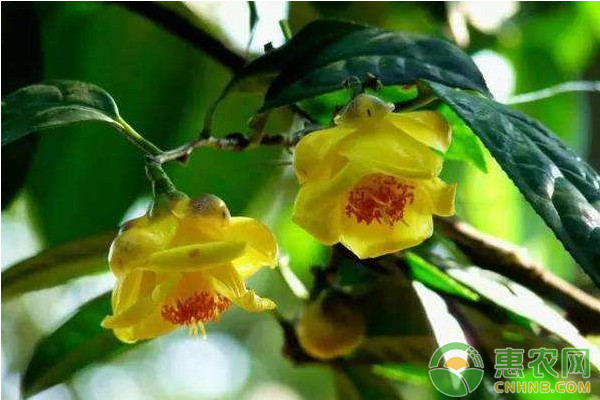 金花茶高效种植技术及病虫害防治方法