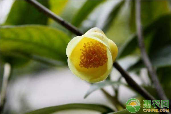 金花茶高效种植技术及病虫害防治方法