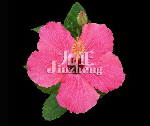 芙蓉花的品种 芙蓉花的作用