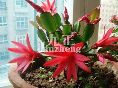 假昙花的养殖方法 假昙花的功效与作用