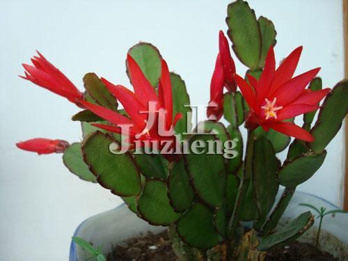 假昙花的养殖方法 假昙花的功效与作用