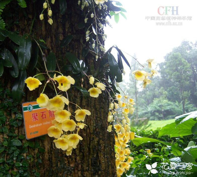 小黄花石斛功效图片