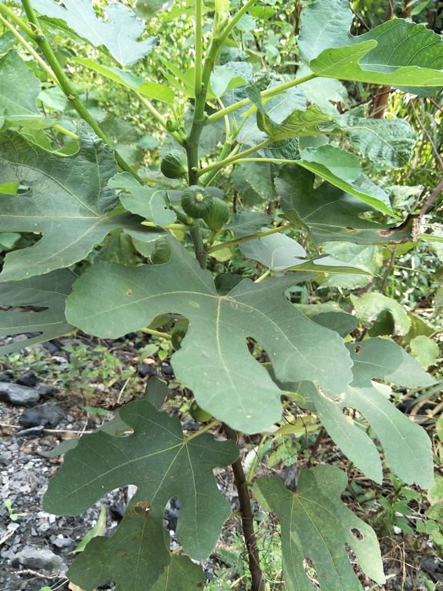 无花果大家爱吃但它作用和功效大家知道吗？