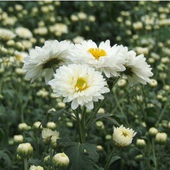 菊花的美容功效鲜花（图）
