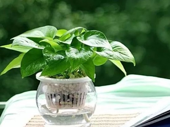 绿萝花功效有哪些