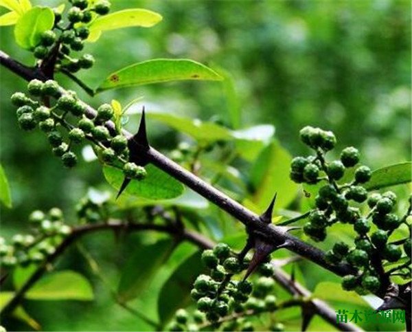 青花椒与红花椒味道区别 青花椒的营养价值及功效