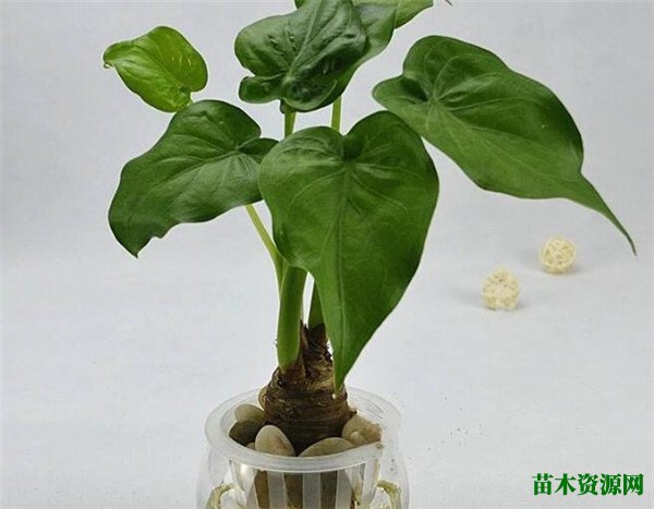 滴水观音开花时间和图片 滴水观音海芋开花的寓意和作用