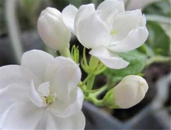 末莉花怎么养 末莉花的作用有哪些