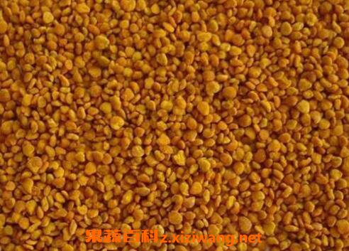 茶花粉的功效与作用及禁忌