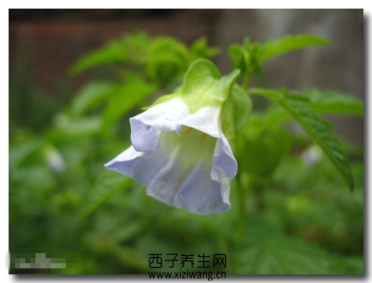 假酸浆花_功效和作用,用途,养殖方法和注意事项,病虫害防治