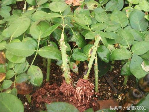 别再傻傻的只是欣赏玫瑰花了，我们竟然不知道？它有这样的作用！ …