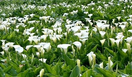 海芋繁殖方法 花语与作用是什么