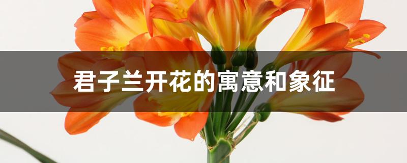 君子兰开花的寓意和象征