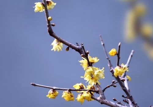 腊梅是梅花吗 花语是什么