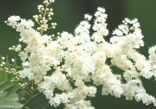 珍珠花日本有吗 花语是什么