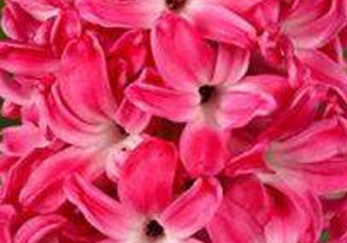 有红色的风信子吗 花语是什么