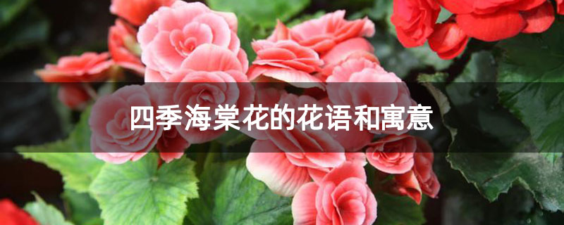 四季海棠花的花语和寓意