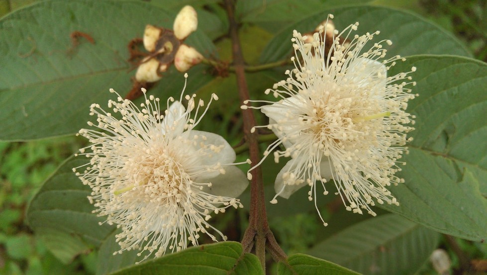 粟树花花语