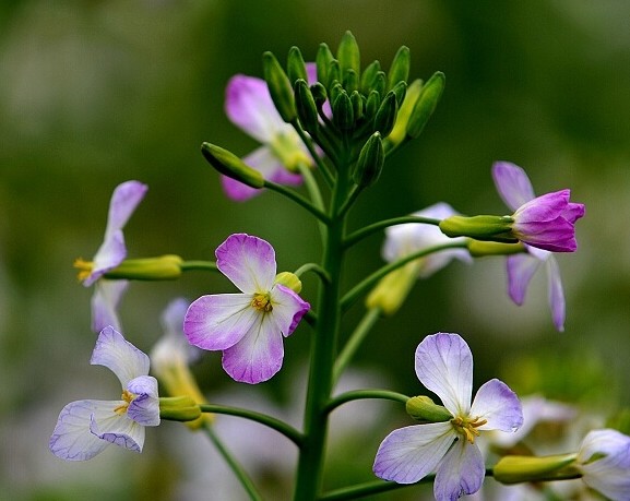 萝卜花花语