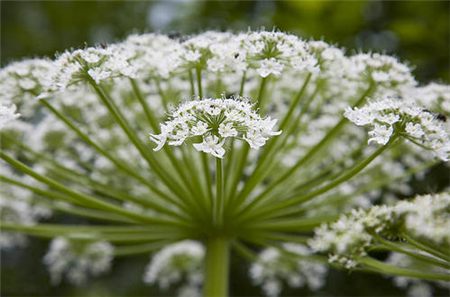 白芷的花语和传说