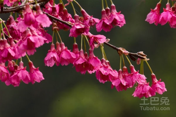 山樱花语是什么？山樱花有哪些美丽的传说？