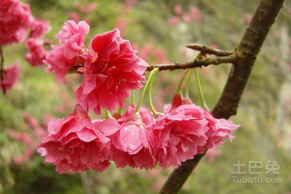 山樱花语是什么？山樱花有哪些美丽的传说？