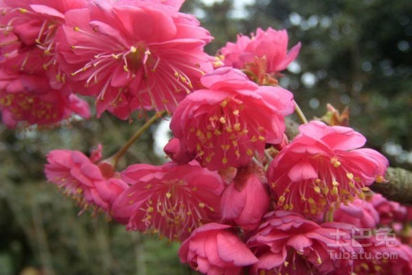 山樱花语是什么？山樱花有哪些美丽的传说？