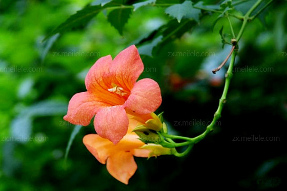 凌霄花花语是什么