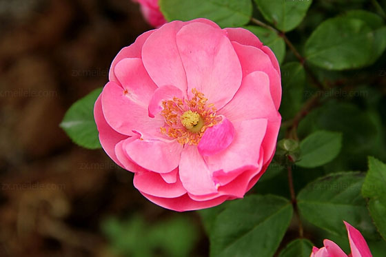 蔷薇花语是什么,送人蔷薇代表什么含义