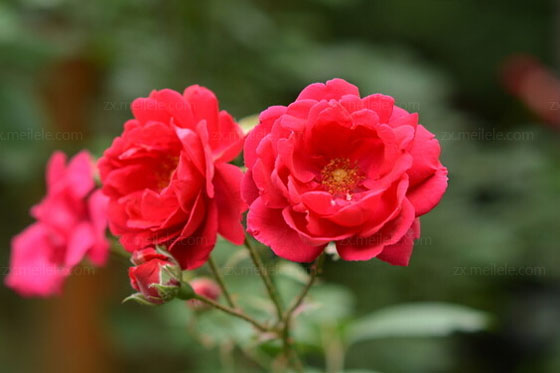 蔷薇花语是什么,送人蔷薇代表什么含义
