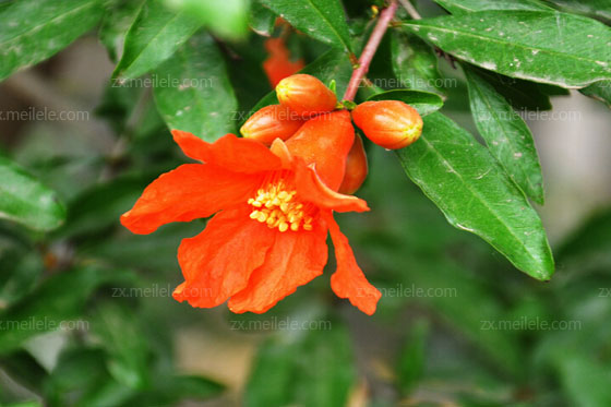 石榴花图片及花语大全