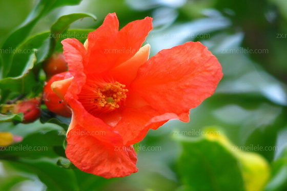 石榴花图片及花语大全