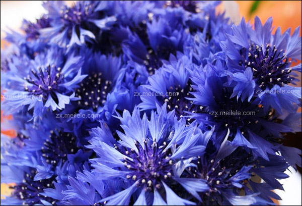 蓝色矢车菊的花语，矢车菊图片欣赏