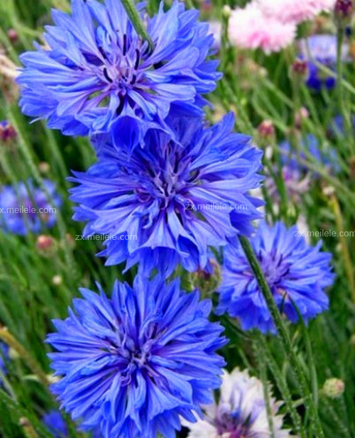 蓝色矢车菊的花语，矢车菊图片欣赏