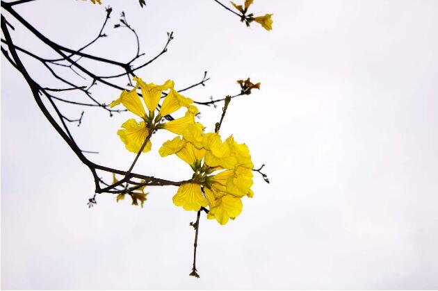 腊梅花种植技术？腊梅花花语