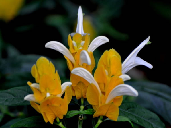 金苞花花语是什么 如何让金苞花四季开花