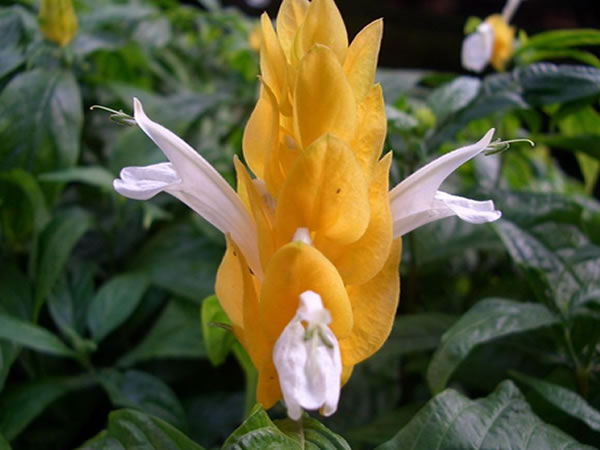 金苞花花语是什么 如何让金苞花四季开花