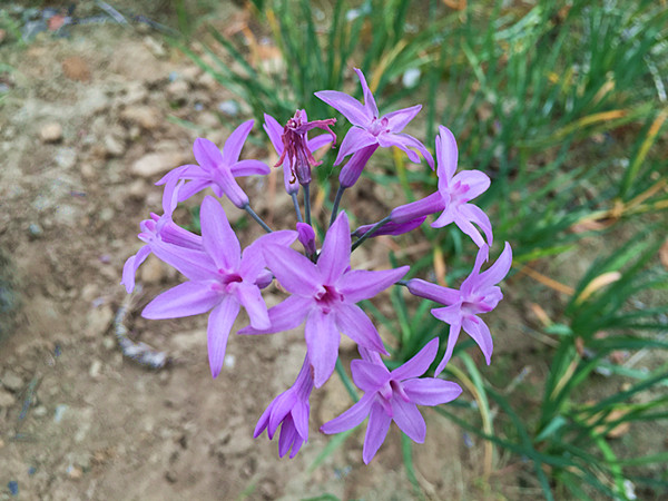 紫娇花花语是什么 紫娇花怎么繁殖