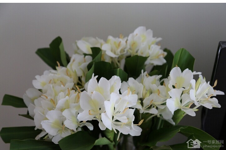 姜花如何养殖好 姜花的花语是什么