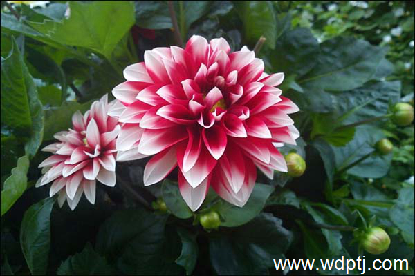 芍药花图片_什么时候开_花语_怎么养