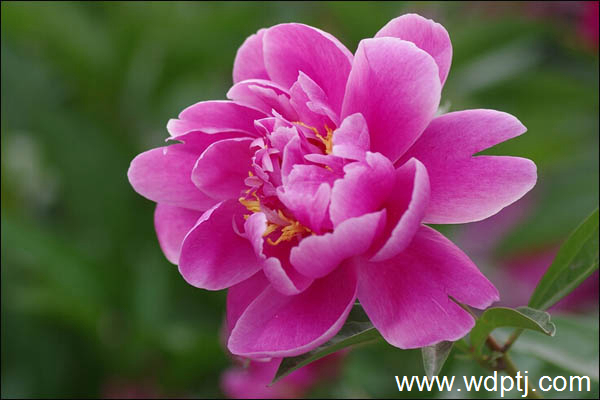 芍药花图片_什么时候开_花语_怎么养