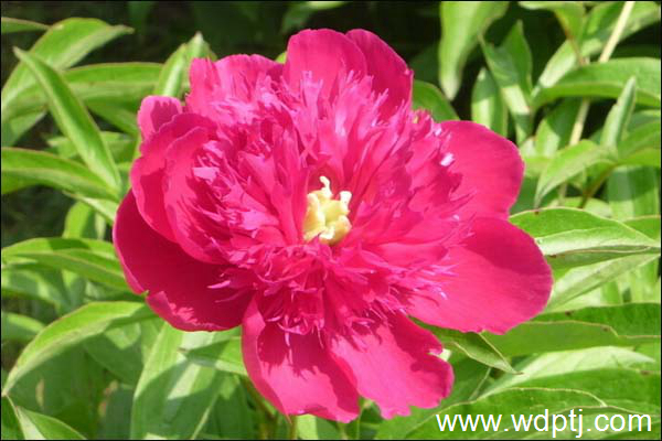 芍药花图片_什么时候开_花语_怎么养