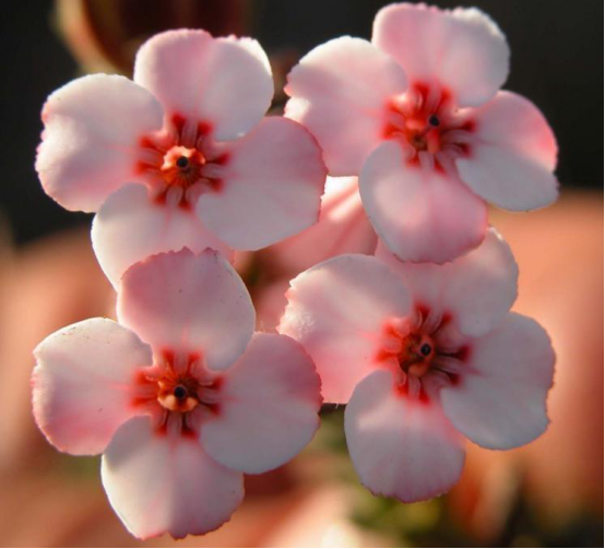 欧石楠花花语