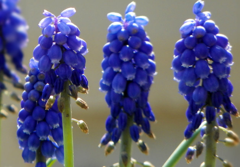 葡萄风信子花语