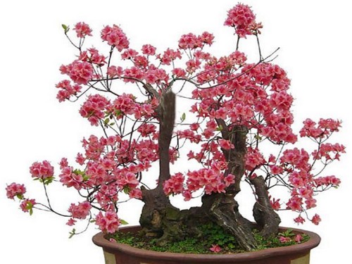 梅花的象征意义，梅花的花语是什么
