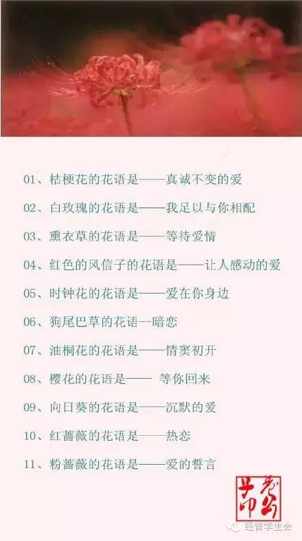 100种花的花语，你都知道吗？