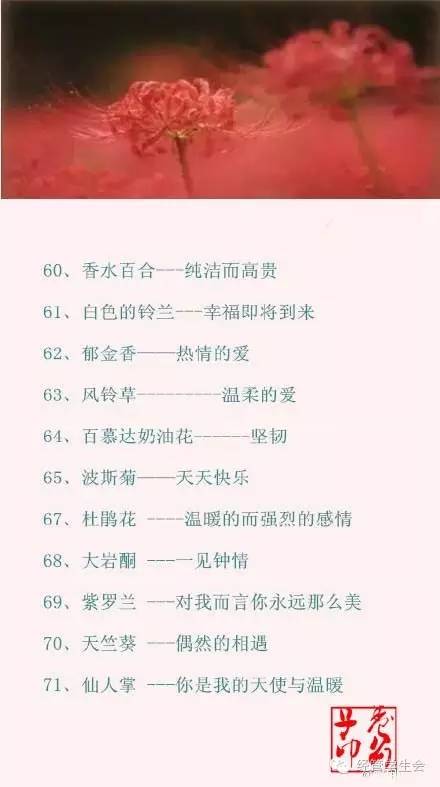 100种花的花语，你都知道吗？