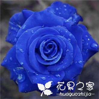 蓝色妖姬，你知道它的花语代表了什么吗？