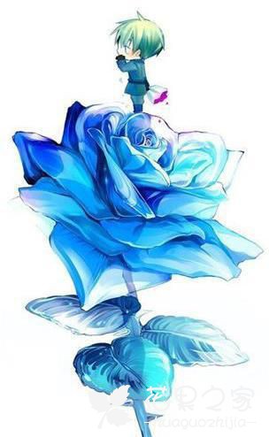 蓝色妖姬，你知道它的花语代表了什么吗？